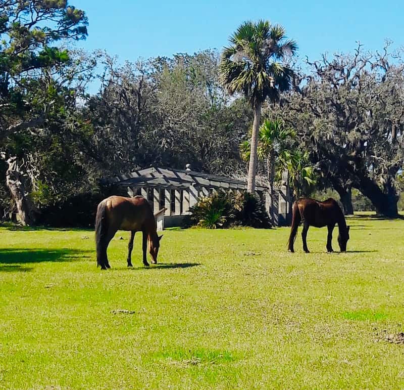 horses in Cumberland Island