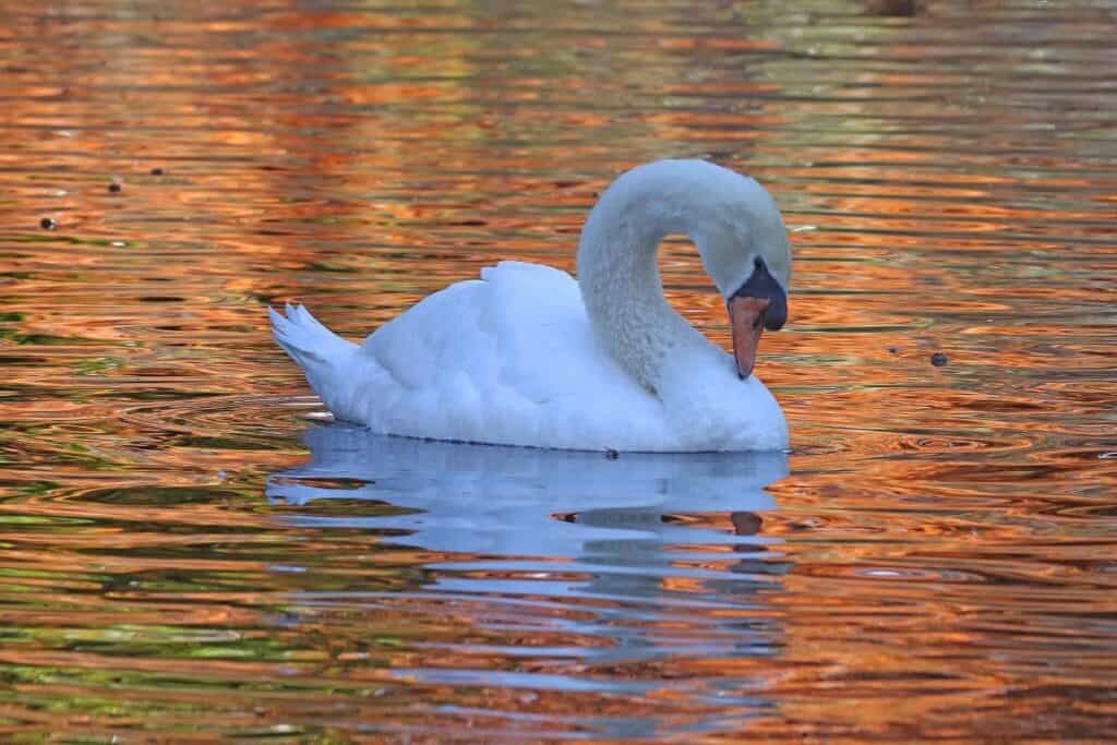Swan in Swan Lake Iris Gardens, South Carolina